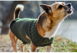 Quel aspirateur pour les poils de chien ?