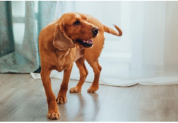 Le Chien Regarde Le Nettoyage Dans La Maison Avec Un Aspirateur