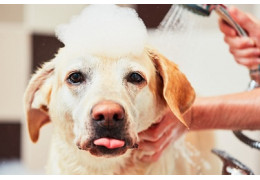 Recycler les poils de son chien au lieu de les jeter, est-ce possible ?