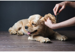 Que donner au chien pour un beau poil ?