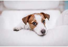 COMMENT RENDRE SON CHIEN ADULTE PROPRE ?