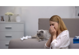 Les allergies aux poils de chats sont-elles dues à leur salive ?