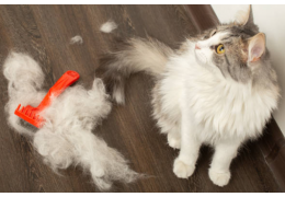 Mon chat s’arrache les poils, pourquoi et comment l’aider à arrêter ?