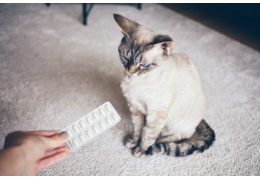 Les compléments alimentaires et vitamines pour votre chat