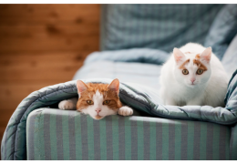 Comment enlever les poils de chats de votre canapé