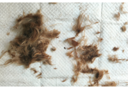 Que faire des poils d’animaux trop nombreux ?