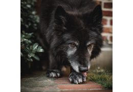 Comprendre pourquoi votre chien se lèche les pattes